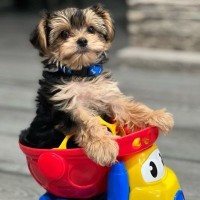 Healthy Male and Female Yorkie Puppies for adoption
